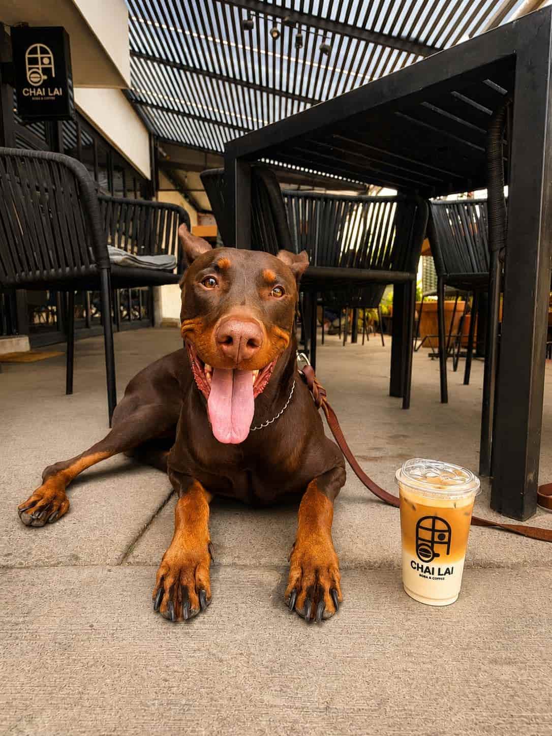 Área pet friendly